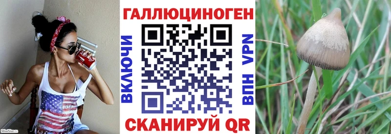 Псилоцибиновые грибы Psilocybine cubensis  Берёзовский 